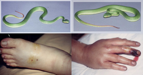 衛生福利部全國解毒劑儲備網:赤尾青竹絲 Trimeresurus stejnegeri